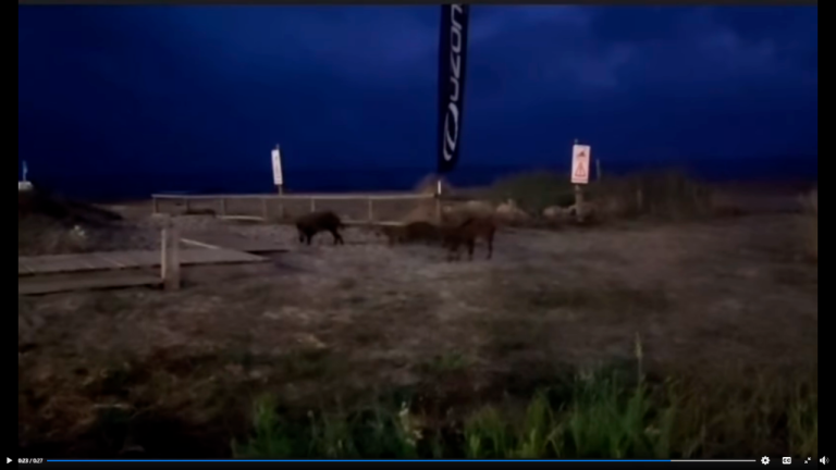 $!Vídeo: Los jabalíes entran en la zona de cría del chorlitejo en Calafell