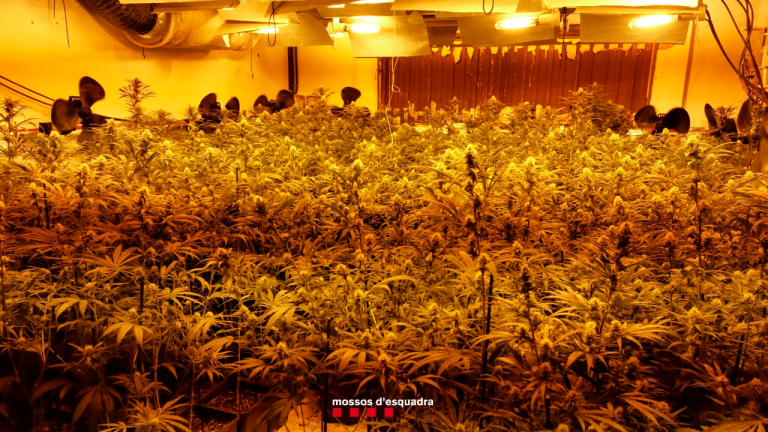 Las plantas de marihuana. Foto: Mossos d’Esquadra