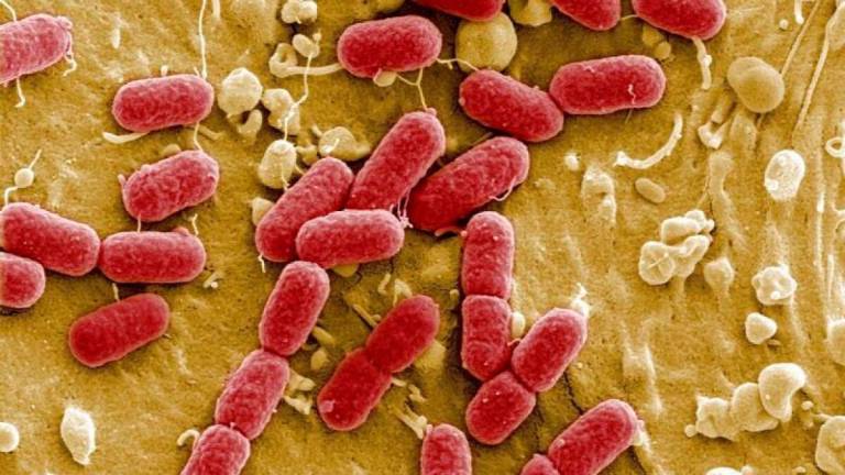 Los antibióticos pueden emplearse para tratar con éxito las infecciones generadas por la fiebre tifoidea. Foto: EFE