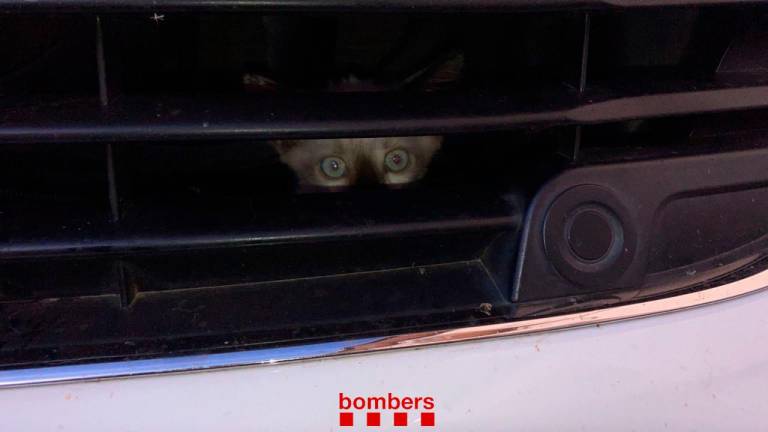 El gato, atrapado. Foto: Bombers de la Generalitat