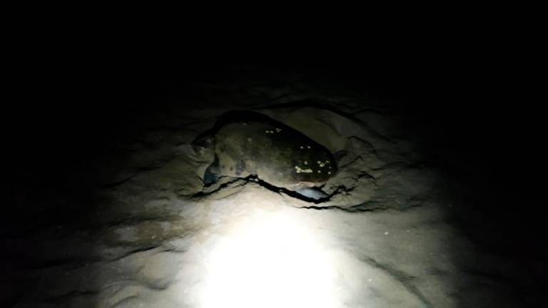 $!La tortuga desovando en la playa de Coma-ruga. FOTO: CEDIDA