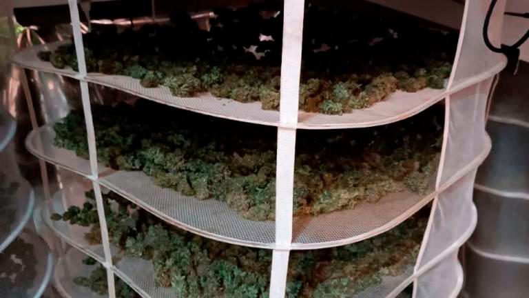 Se incautaron de 106,232 kilogramos de inflorescencias de cannabis. Foto: Cedida