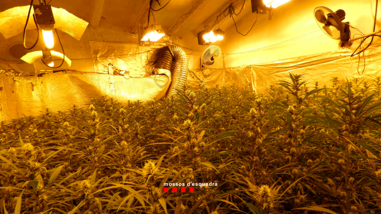$!La plantación de marihuana en Valls. Foto: Mossos d’Esquadra
