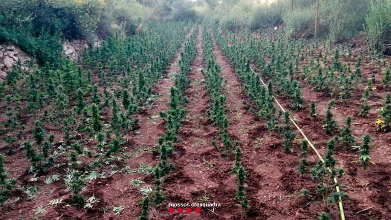 La plantació estava en una zona forestal de difícil accés i molt camuflada al bosc. foto: Mossos d’Esquadra