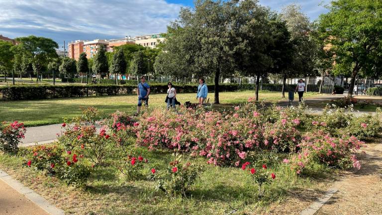 El evento del sábado los asistentes plantarán rosas en el Parc de Mas Iglesias. Foto: Alba Mariné