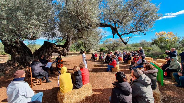 $!El mejor olivo monumental de España está en Castellón, cerca de La Sénia
