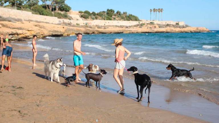 Tarragona no tendrá playa para perros este verano