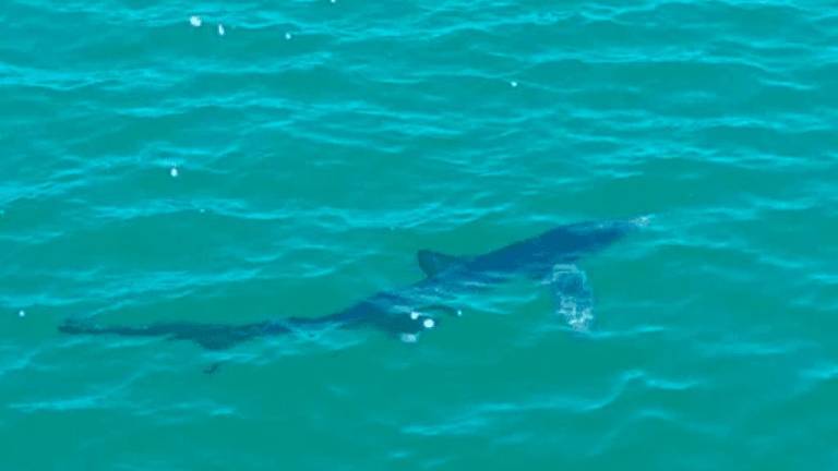 Avistado un tiburón de un metro en una cala de Miami Platja