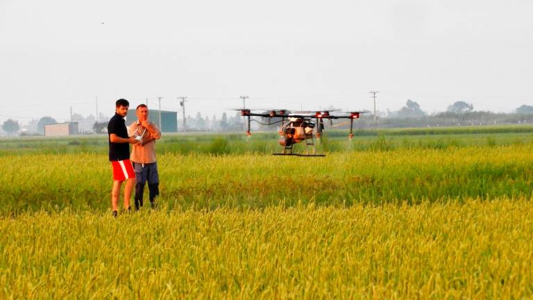 Trabajos agrícolas con un dron operado por EbreDrone en un campo de arroz del Delta de l’Ebre. Foto: Cedida