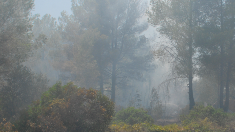 El fuego afecta una zona de matorral y pinar.