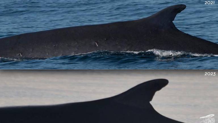 $!La ballena que regresa a la costa del Penedès dos años después