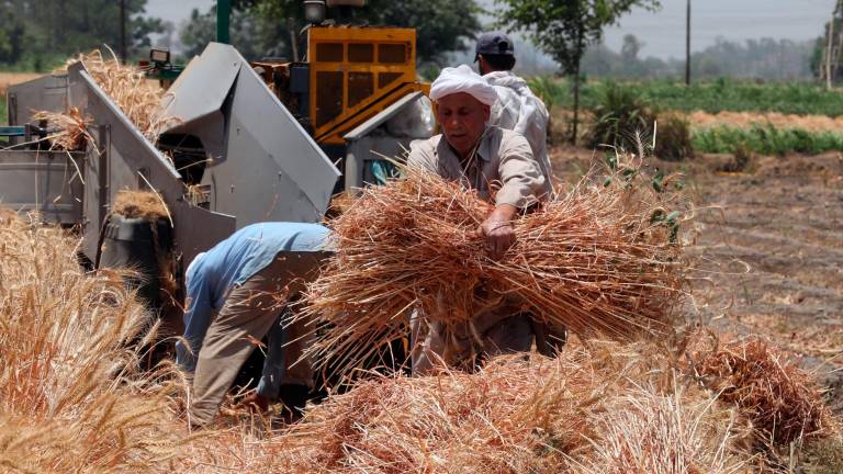 En julio se prevé que salgan ya de Ucrania mediante esta vía unos 600 toneladas. Foto: EFE