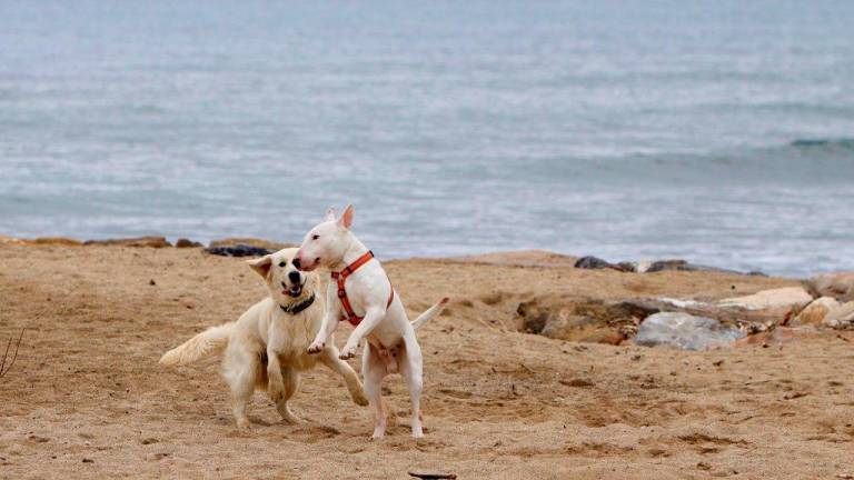 $!Una playa para perros. FOTO: PERE FERRR