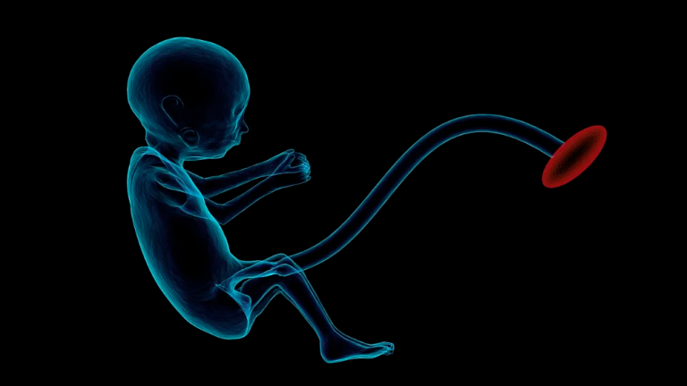 Un feto. Foto: Pixabay