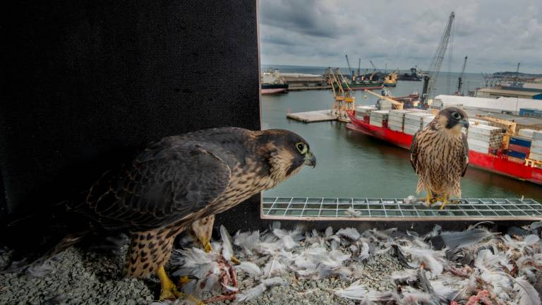 Hace unos tres años que una pareja de halcones habita en el Port de Tarragona. Foto: Ferran Aguilar