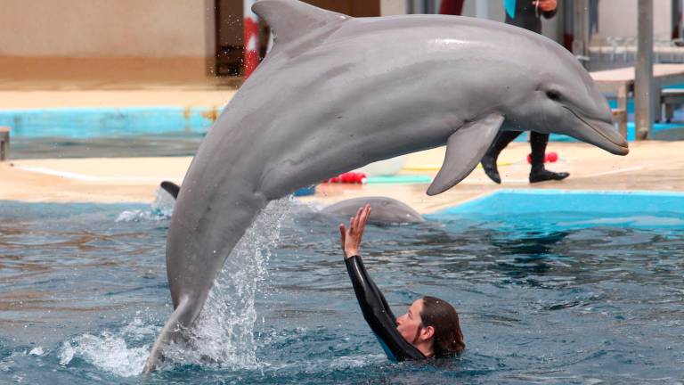 Aquopolis cierra el delfinario de La Pineda y envía a sus nueve cetáceos al sur de China