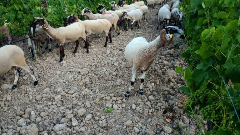 Viñas y ovejas, todos ganan el Baix Penedès