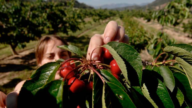 La cirera és el principal cultiu de fruita dolça de la Ribera d’Ebre. Foto: J. Revillas