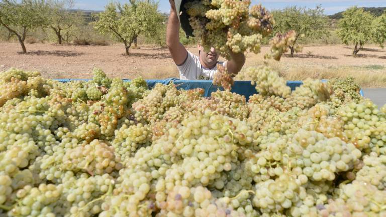 La verema en una de les finques de Tarragona. Foto: DT