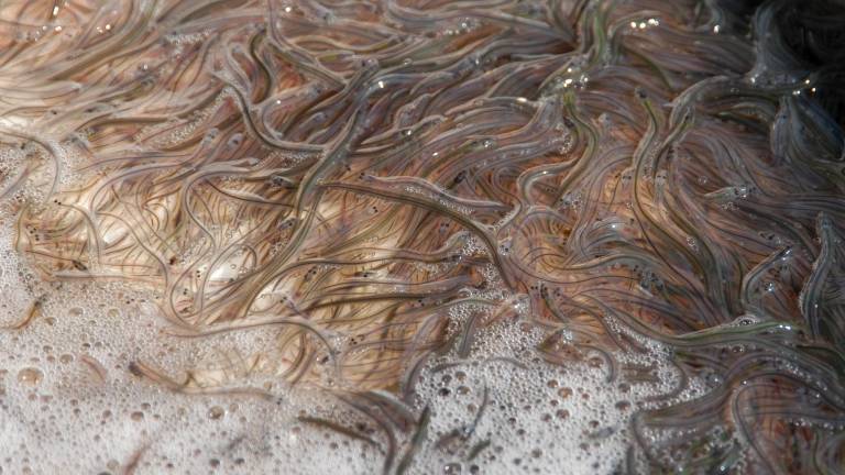 La sequera provoca un descens en les captures de l’angula al delta de l’Ebre