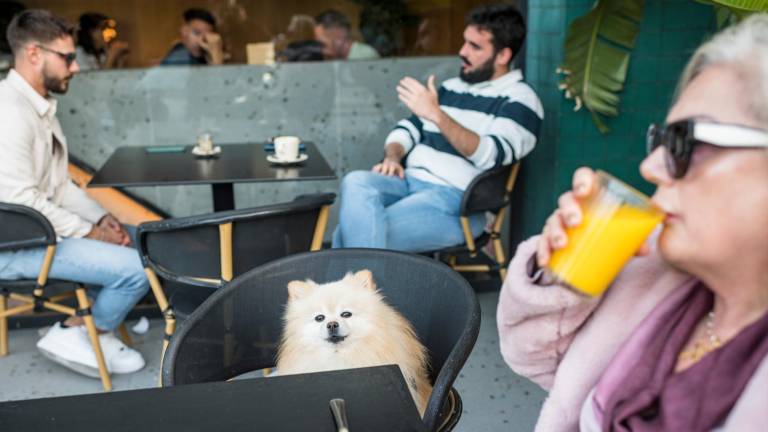 Cada vez son más los restaurantes que permiten entrar a las mascotas. Foto: Guía Repsol