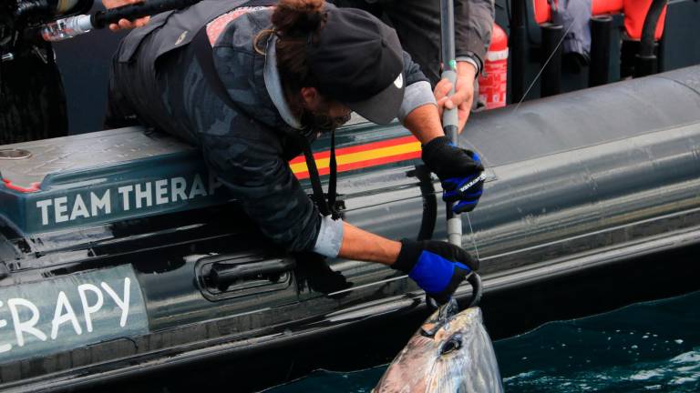 Una tonyina pescada per poder-li posar un marcador. Foto: ACN