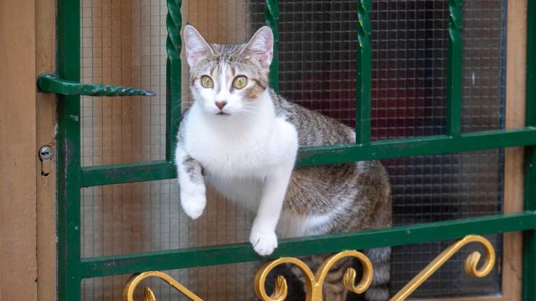Les voluntàries van dir-li que no li retornarien el gat per no haver instal·lat una xarxa al balcó. Foto: J. Revillas