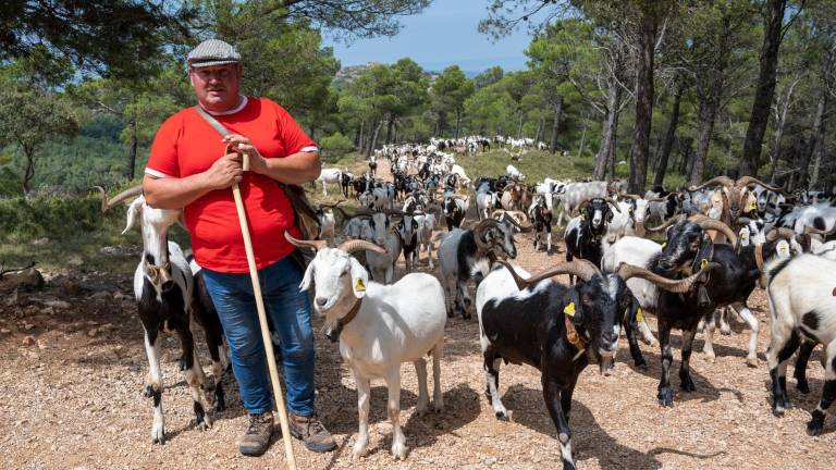 El pastor de Bot Martí Badòquio pasturant amb les seues cabres a Pàndols. Foto: J. Revillas