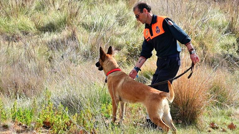 Los perros entrenan buscando a figurantes que simulan ser un desaparecido. FOTO: Alfredo González