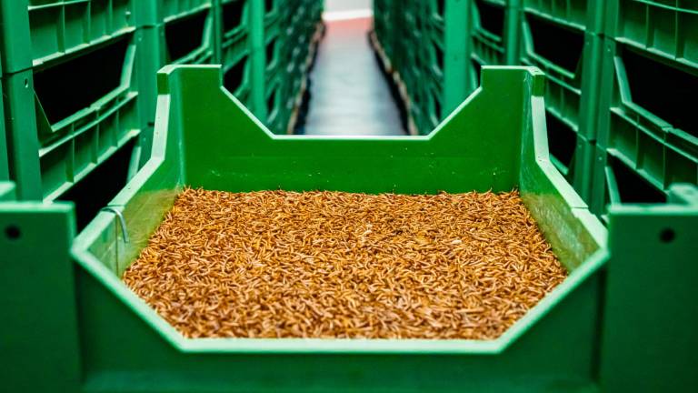 L’interior de les instal·lacions de l’empresa Iberinsect i una caixa amb larves en primer pla. Foto: cedida a l’ACN per Iberinsect