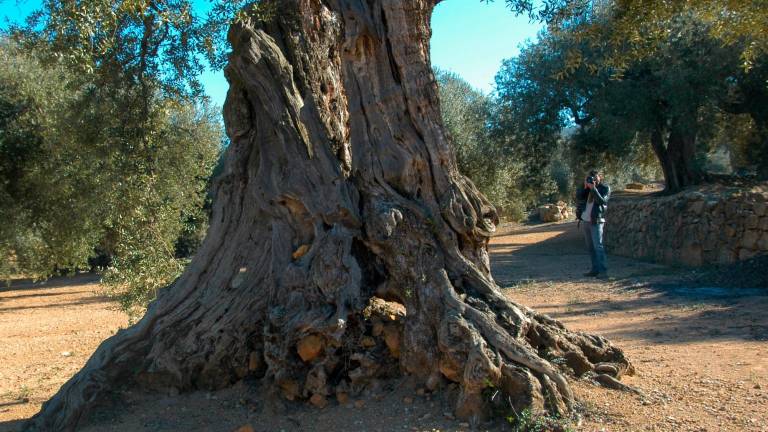 Tronc d’un exemplar d’olivera monumental del Montsià. Foto: Joan Revillas
