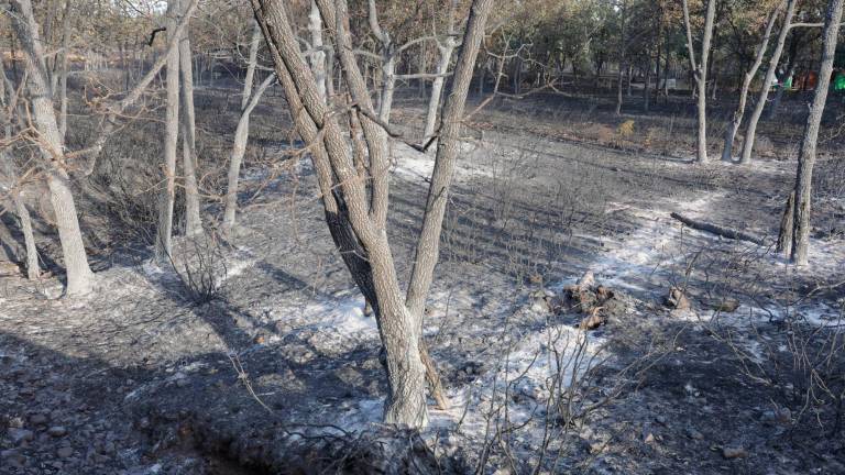 El fuego, que ha entrado en la Sierra de la Culebra de Zamora, ha causado además quemaduras a otros dos trabajadores y a dos personas evacuadas. Foto: EFE