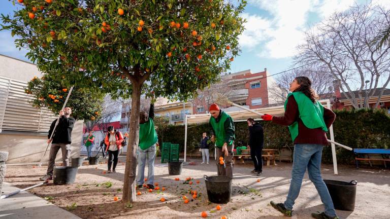 $!Voluntarios de la entidad ‘Espigoladors’ recolectando naranjas en Torredembarra. Foto: Marc Bosch