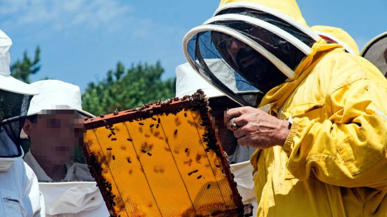 La sequera enfonsa la collita de mel de romer dels apicultors tarragonins