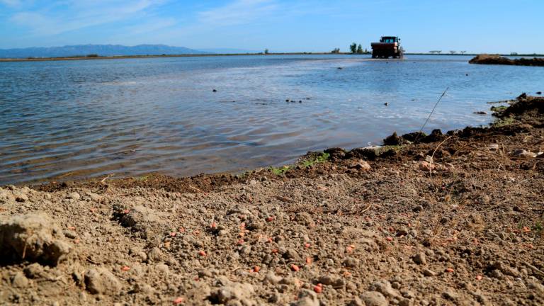 La CHE anuncia que mantindrà la meitat de la dotació d’aigua per als regants del delta de l’Ebre fins a finals de juliol