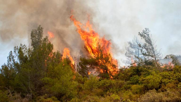 Un incendio forestal. Foto: EFE