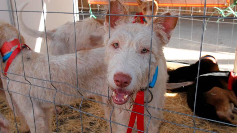 Las tiendas de mascotas dejarán de vender animales. Foto: EFE