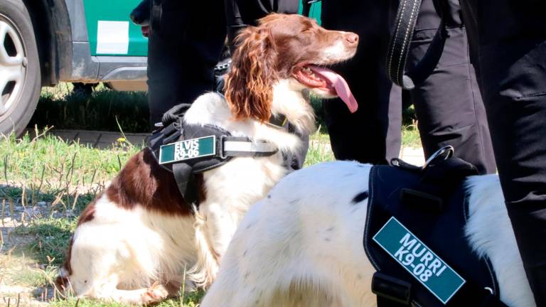 Algunos de los perros del Grup Especial Caní (GEK9) del cuerpo de Agents Rurals. Foto: ACN