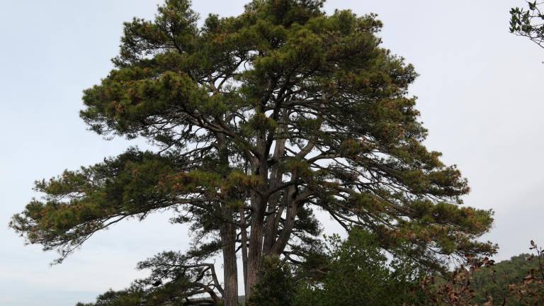 El Pi de les Quatre Soques és un dels arbres singulars de Querol més grans. foto: Cedida