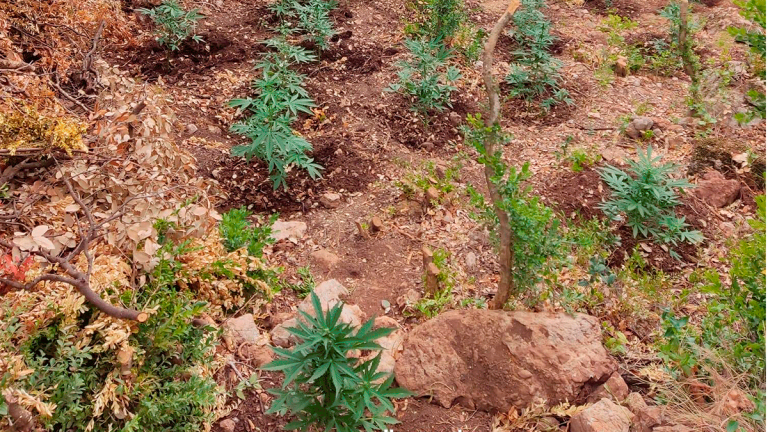 Els Mossos detenen sis persones i desmantellen una plantació de marihuana a Alfara de Carles