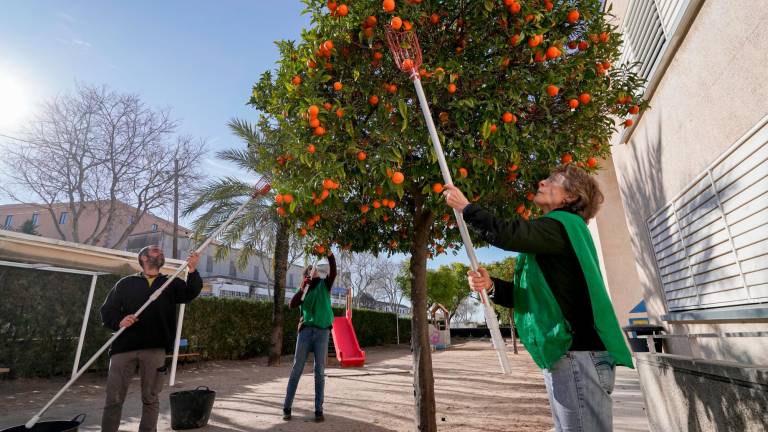 Cinco voluntarios han espigado cerca de 30 naranjos del municipio. Foto: Marc Bosch