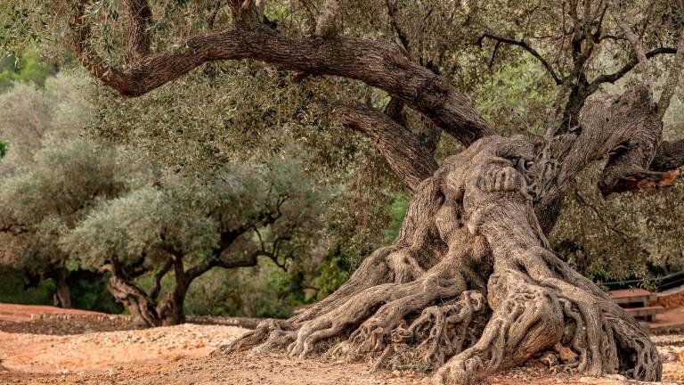 $!Los olivos milenarios son historia viva natural. Foto: Cedida