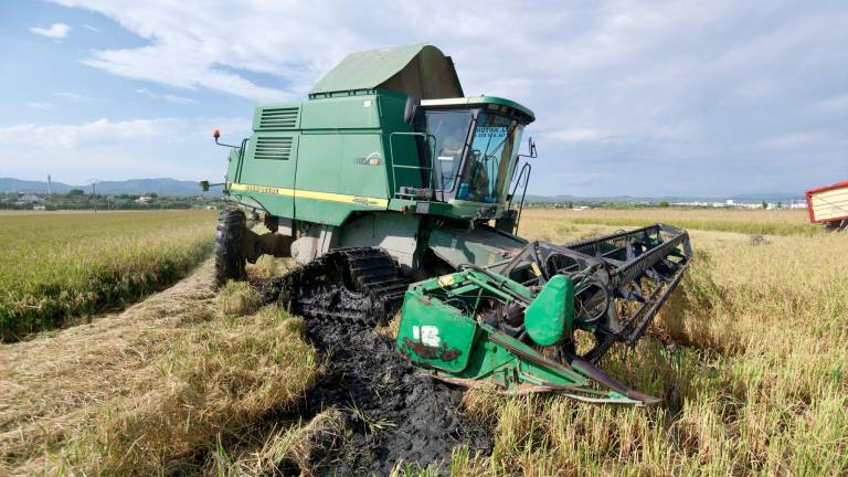 El sector de l’arròs al Delta es troba actualment en plena campanya de la sega. foto: joan revillas