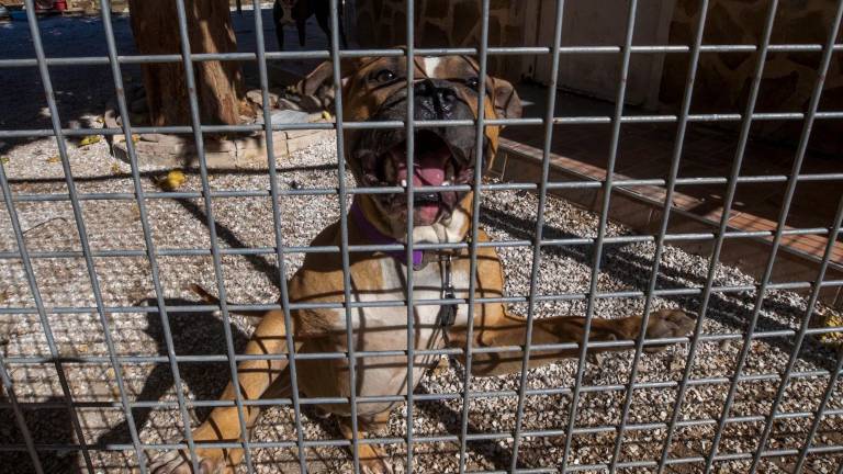 Existe consenso amplio entre los profesionales del sector en el hecho de que la agresividad de un perro es algo multifactorial. Foto: EFE