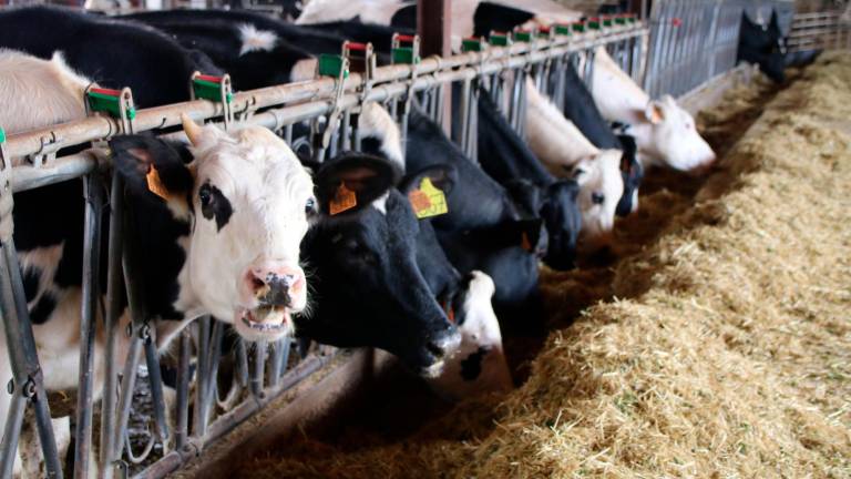 Vacas alimentándose en una granja. Foto: ACN