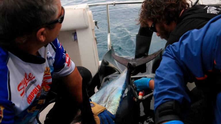 $!Un investigador francés posa un marcador a una tonyina a l’Ametlla de Mar. Foto: ACN
