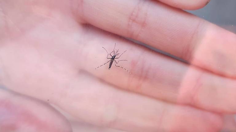 Un ejemplar de mosquito tigre, en Ripoll. Foto: ACN