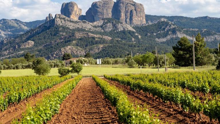 Viñedos y, al fondo, las impresionantes Roques d’en Benet, en Tortosa. FOTO: DT / J. REVILLAS