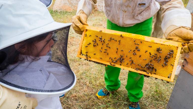 La actividad permite observar de cerca las abejas con total seguridad. Foto: Laia Díaz
