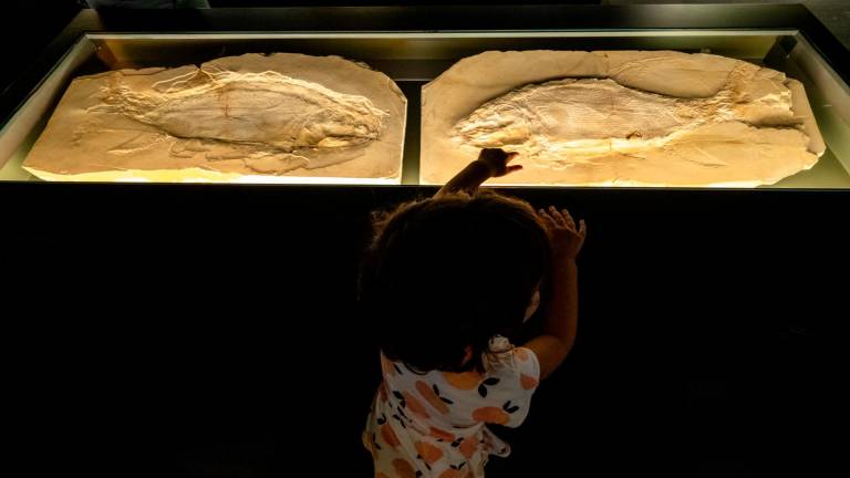 El Peix Pedra es uno de los grandes tesoros de este museo. Foto: Laia Díaz